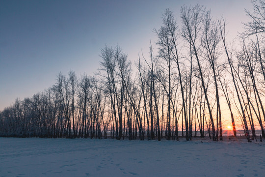 冬季树林夕阳落日