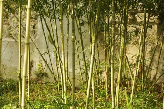 园林景观竹子