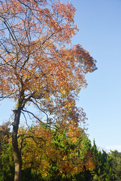 秋天树景