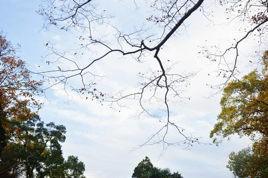 树枝与天空