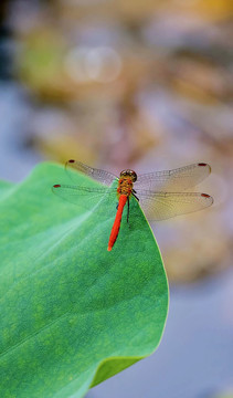 荷塘蜻红蜓