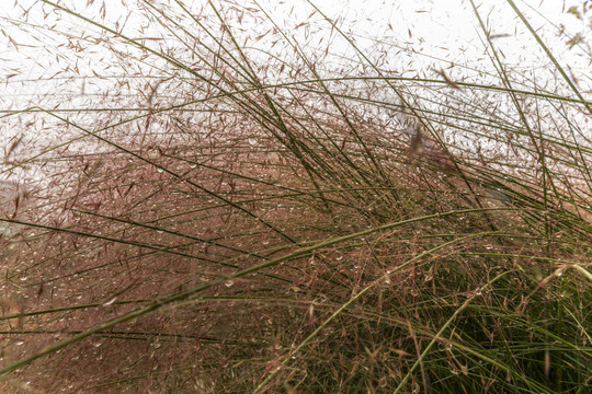 粉黛乱子草