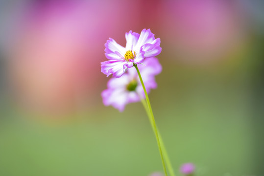 格桑花