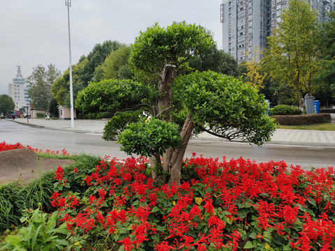 景观树