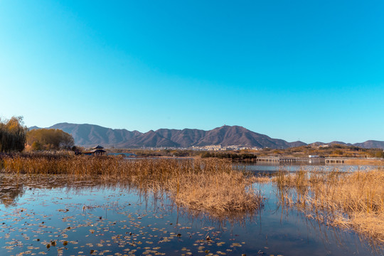 秋天湿地公园里的湖泊和芦苇荡