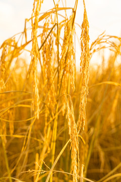 中国东北黑龙江丰收的水稻田