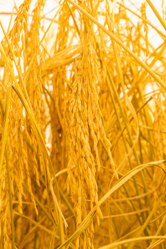 中国东北黑龙江丰收的水稻田