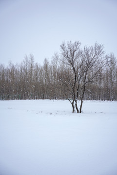 雪景