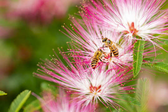 蜜蜂与合欢花