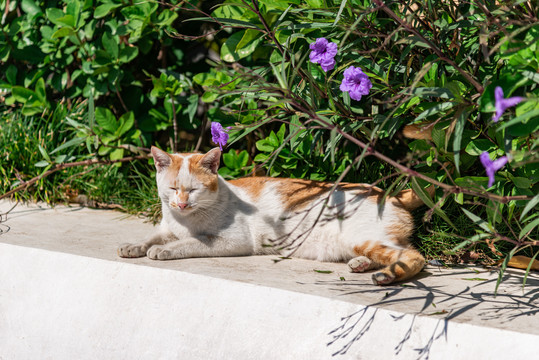 猫晒太阳