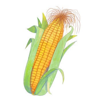 手绘水彩农作物玉米元素
