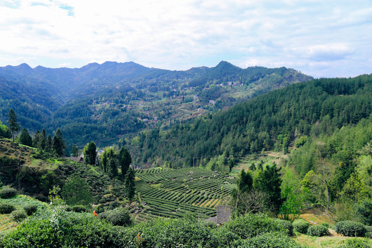 雀舌毛尖茶