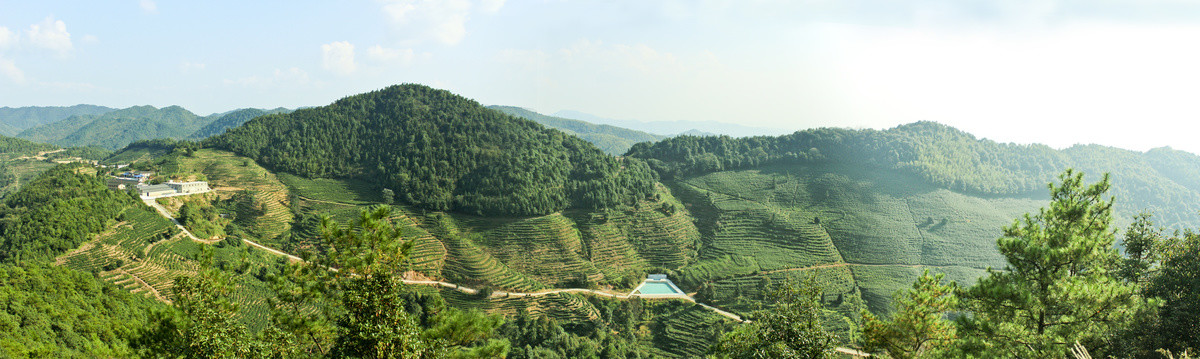 茶叶茶山