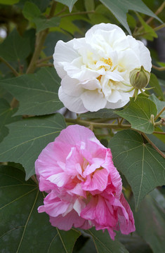 四川成都市市花木芙蓉花花朵