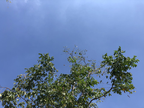 天空绿树