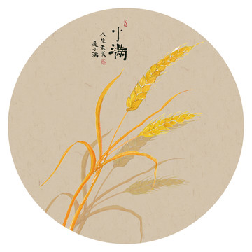 24节气小满小麦插画