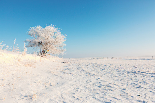 雪原雾凇一棵树