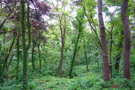 北戴河联峰山花木繁茂