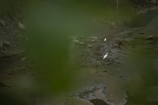 白鹭与生态环境保护