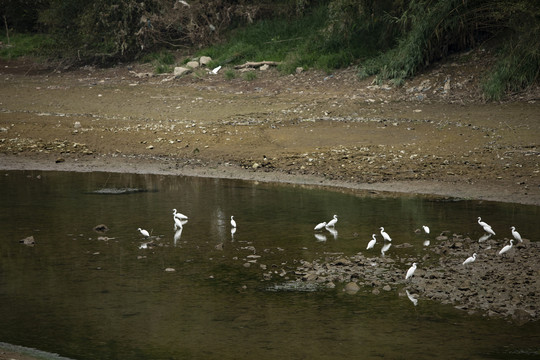 白鹭与生态环境保护