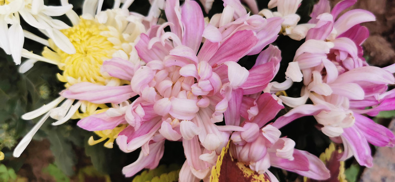 菊花