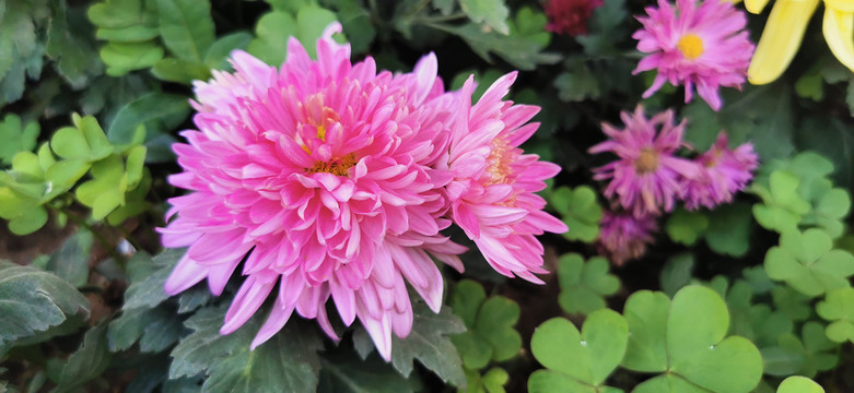 菊花