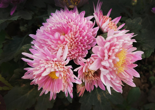 菊花