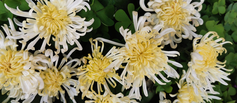 菊花
