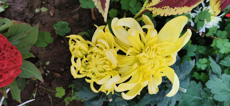 菊花