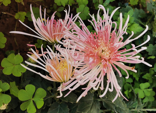菊花