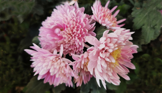 菊花