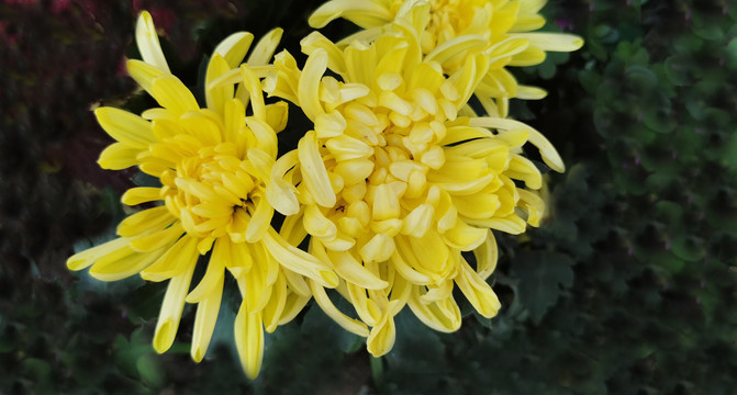 菊花