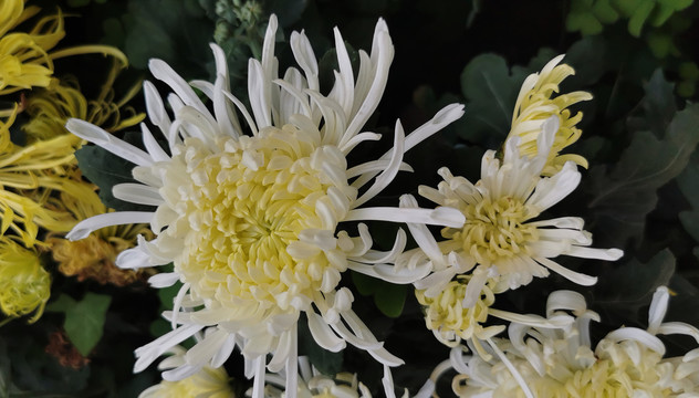 菊花