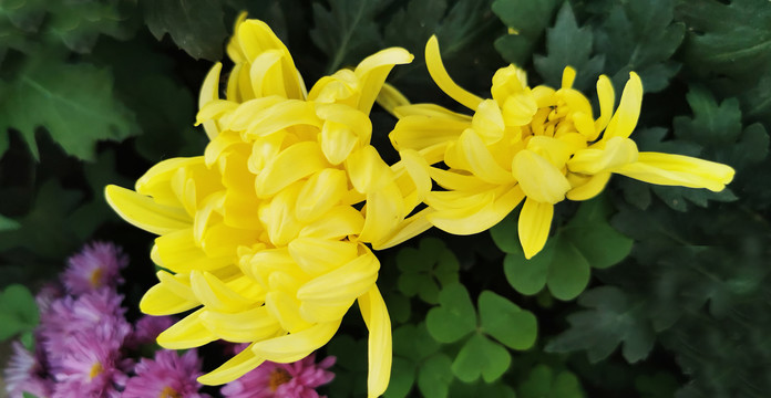 菊花
