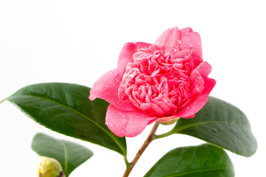 白山茶花图片大全 白山茶花设计素材 白山茶花模板下载 白山茶花图库 昵图网soso Nipic Com