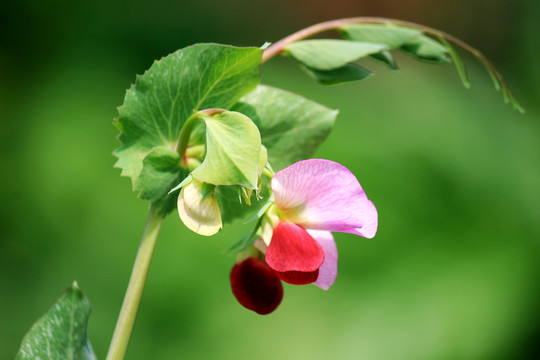 豌豆花