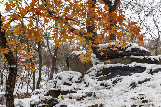 颐和园雪景