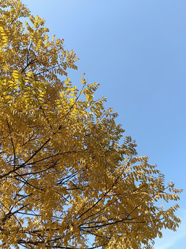 秋天树枝和天空