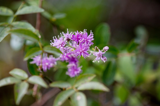 风毛菊