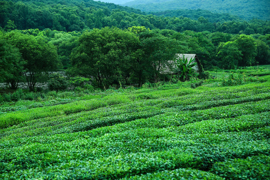 茶园