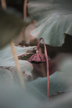 荷塘里的莲蓬莲叶摄影素材