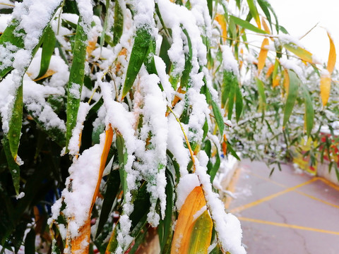 雪压竹枝