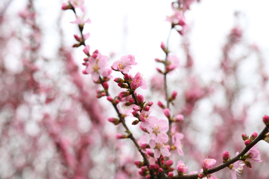 毛樱桃花