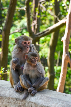 贵阳黔灵山公园的野猕猴