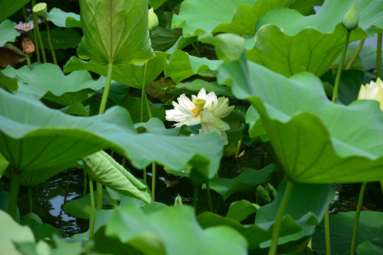 夏季盛开的白莲花