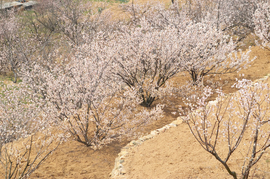 樱桃树开花