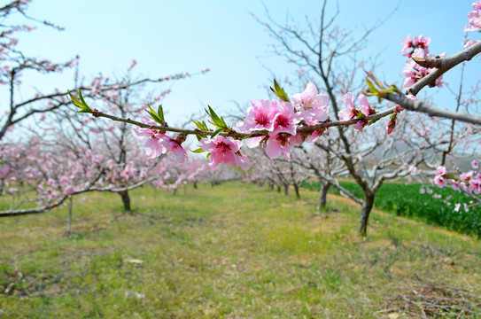 一支桃花