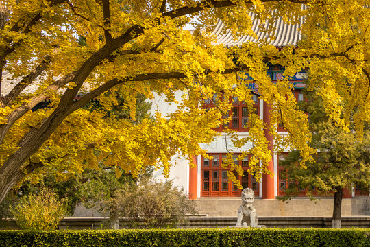 北京大学的银杏树与石麒麟