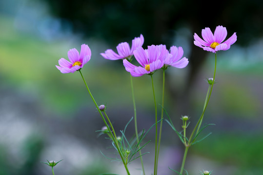 格桑花