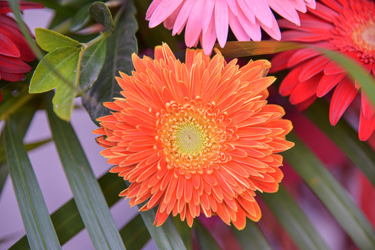 非洲菊